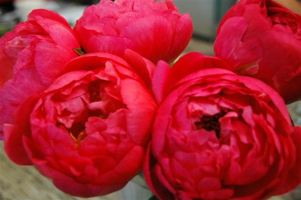 Peonies - Pink open